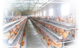 重庆养鸡场 重庆养鸡场